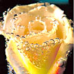 Bubble Rose